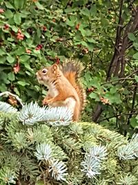 Close-up of cat on tree