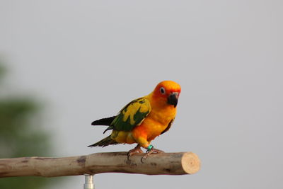 Close-up of parrot perching on branch