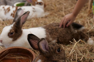 Close-up of rabbit on field