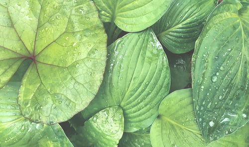 Full frame shot of wet leaves