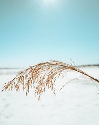 Close-up of crops on land against clear sky