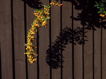 Close-up of flowering plant hanging from tree