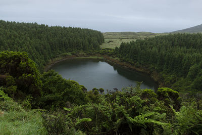 Scenic view of forest against sky