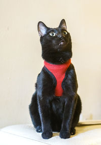 Portrait of black cat sitting against wall