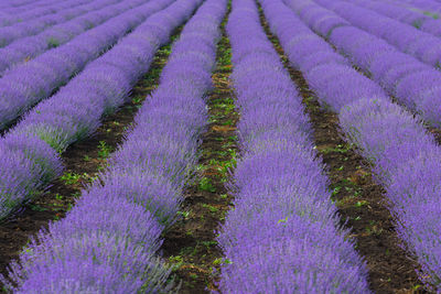 Purple flowering plants on field