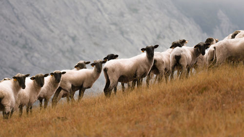 Flock of sheep in a field