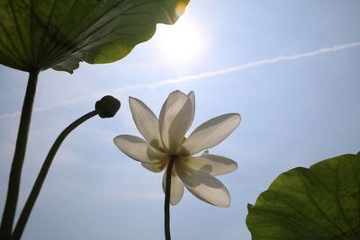 Low angle view of flowering plant against sky