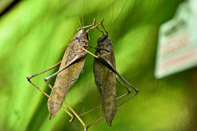 Close-up of insect on leaf