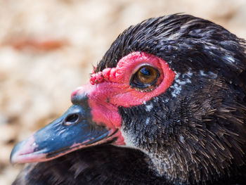 Close-up of bird