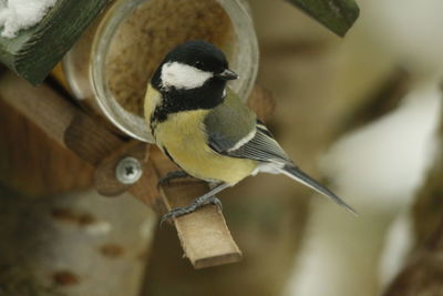 Close-up of bird perching outdoors