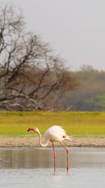 Side view of a bird in water