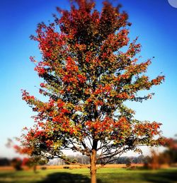 Scenic view of trees during autumn