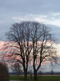 Bare trees on grassy field