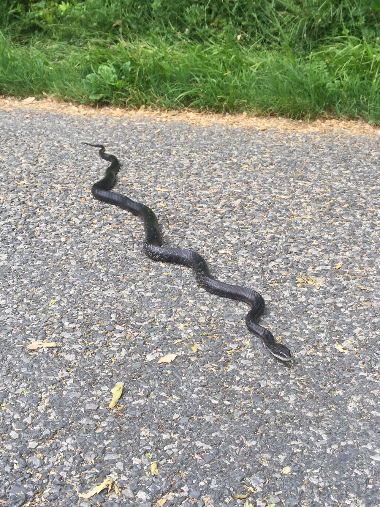 Black Rat Snake