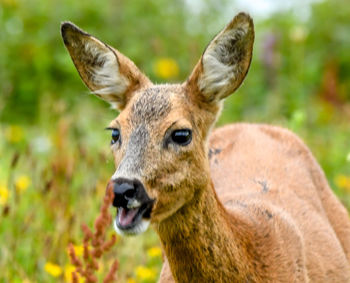 Close-up portrait of deer