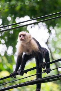 Close-up of monkey