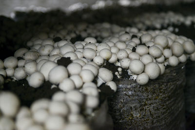 Close-up of eggs in water