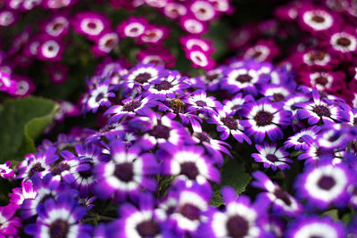 Close-up of purple flowering plant