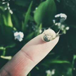 Close-up of snail on human finger