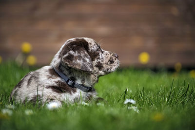 Dog looking away on field