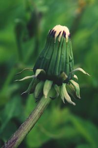 Close-up of plant