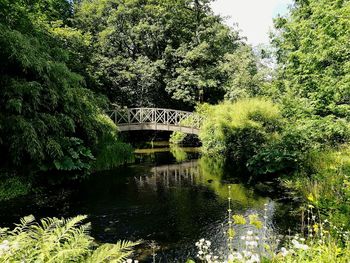 Bridge over river amidst trees