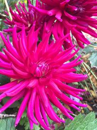 Close-up of pink flower