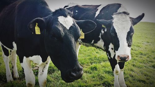 Close-up portrait of cow on field