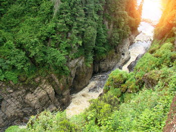 Scenic view of stream flowing through rocks in forest