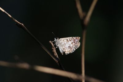 Close-up of dry leaf on plant