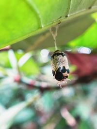 Close-up of insect on plant