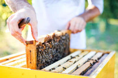 Midsection of beekeeper holding beehive