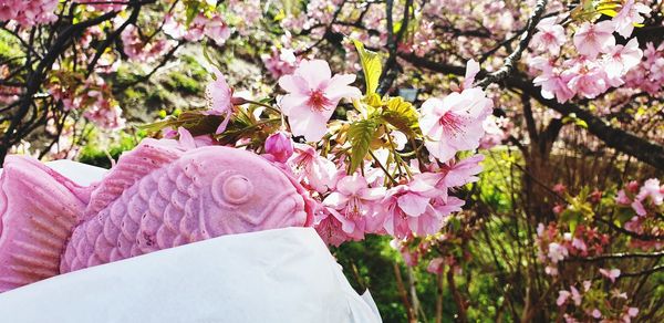 Close-up of pink cherry blossom tree