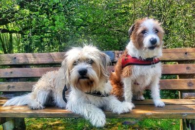 Portrait of dog in park