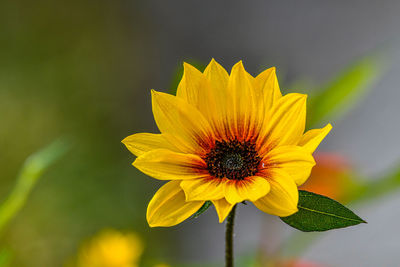 Close-up of yellow flower