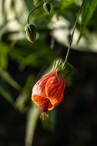 Close-up of red flower