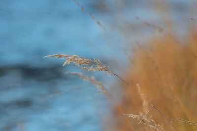 Close-up of plant against sky