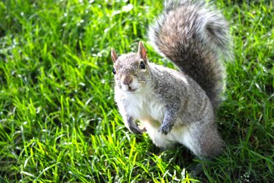 High angle view of squirrel on field