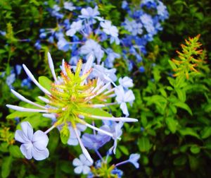 Close-up of flower in bloom