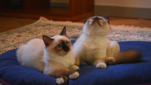 Cat relaxing on sofa at home