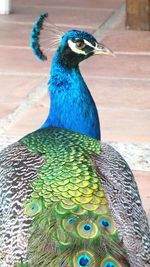 peacock