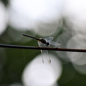 Close-up of grasshopper