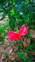 Close-up of hibiscus blooming outdoors