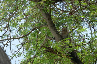 Low angle view of monkey on tree in forest