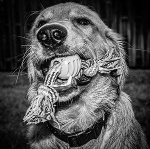 Close-up of a dog looking away