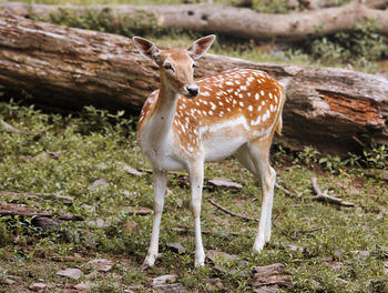 Portrait of deer standing on field