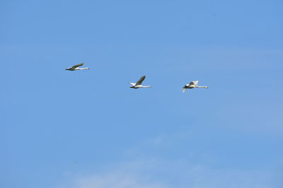 Low angle view of birds flying in the sky