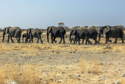 Elephants walking on field against clear sky