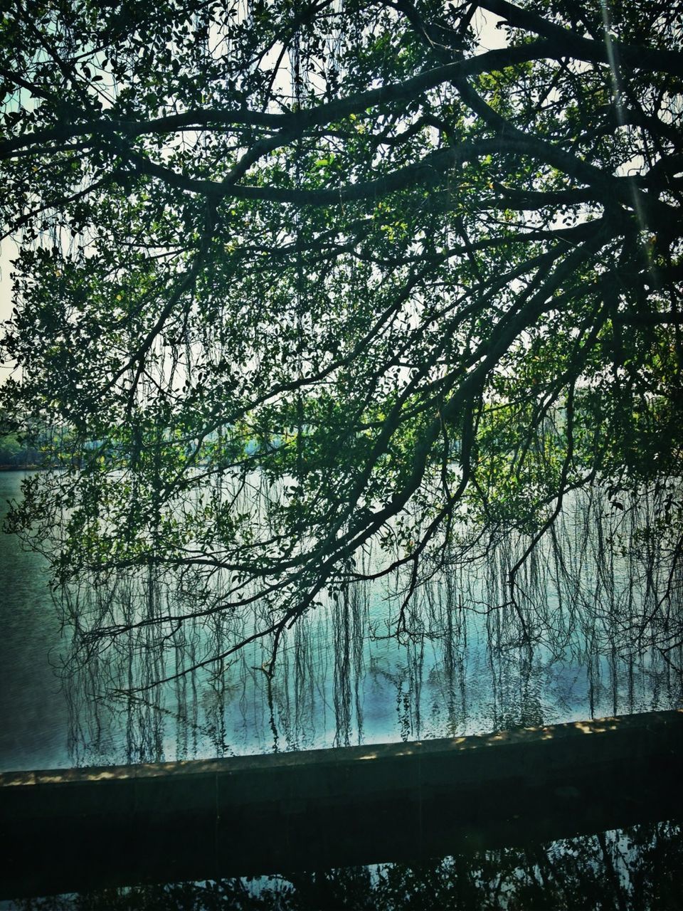 tree, branch, growth, nature, tranquility, tree trunk, water, beauty in nature, low angle view, tranquil scene, day, scenics, outdoors, no people, green color, sky, lake, reflection, plant, forest