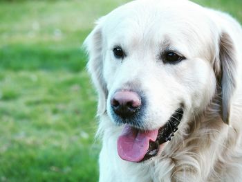 Close-up of golden retriever